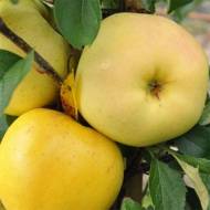 Саженец Яблоня Донешта в контейнере